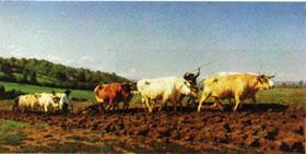 Rosa bonheur Plowing in the Nivernais;the dressing of the vines oil painting picture